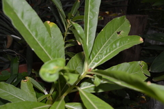Phytolacca tetramera