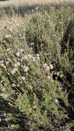 iNaturalist observation photo of California Buckwheat