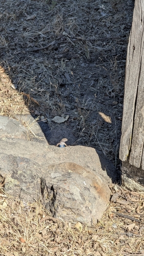 iNaturalist observation photo of Western Fence Lizard