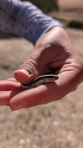 iNaturalist observation photo of Western Skink