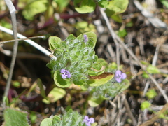 Pogogyne zizyphoroides
