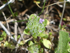 Pogogyne zizyphoroides