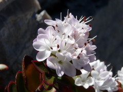 Veronica decumbens