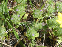 Pogogyne zizyphoroides