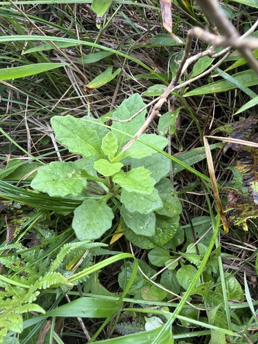 Gynura divaricata observed 2026-06-25