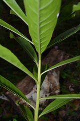 Phytolacca tetramera