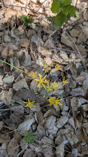 iNaturalist observation photo of goldenstar