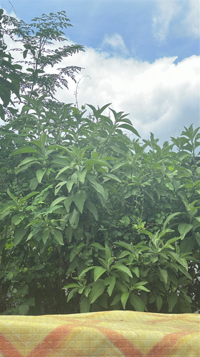 Blumea balsamifera observed 2026-06-25