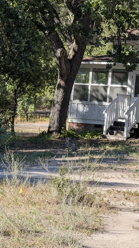 iNaturalist observation photo of Black-tailed Jackrabbit