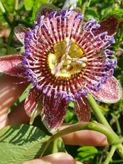 Passiflora platyloba image