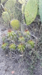 Echinopsis bridgesii