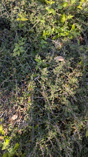 iNaturalist observation photo of Buckbrush