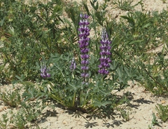 Lupinus microcarpus