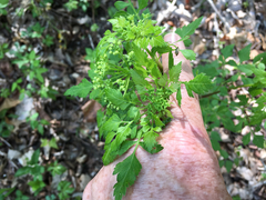 Thaspium chapmanii