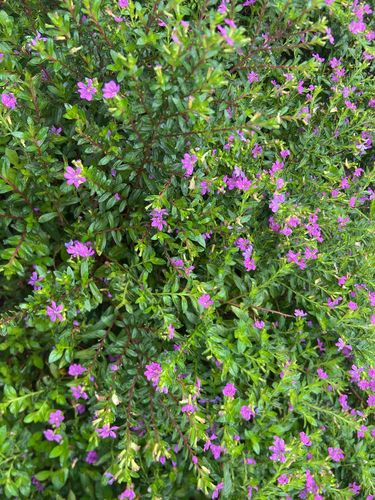 False heather