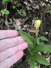 Cephalanthera falcata