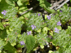 Pogogyne zizyphoroides