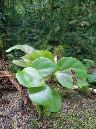 Begonia ampla, photograph 2