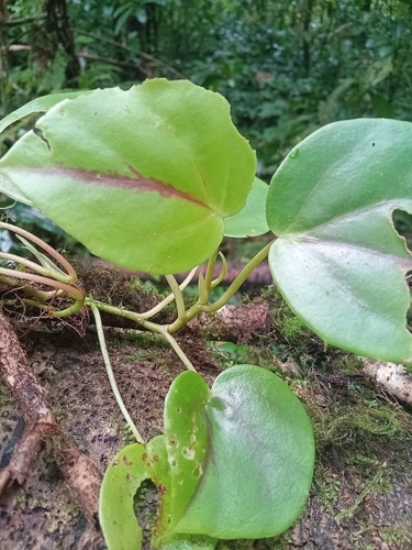 Begonia ampla, photograph 3