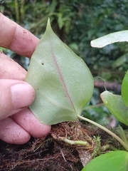 Begonia ampla, photograph Ricardo Lima, CC0, iNaturalist via GBIF