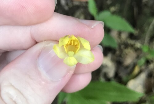 Cephalanthera falcata, photograph 2