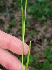 Carex radiata