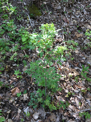 Thaspium chapmanii