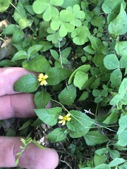 Calyptocarpus vialis