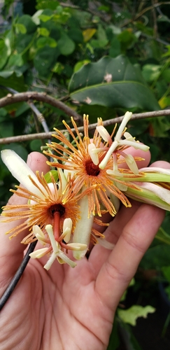 Passiflora pittieri, photograph 5
