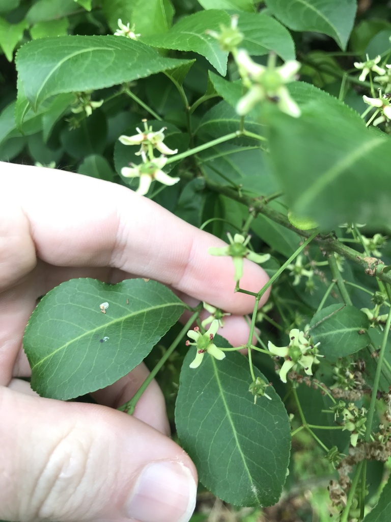 Đỗ trọng Nhật – Euonymus hamiltonianus