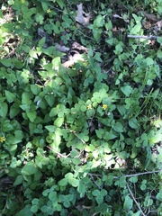 Calyptocarpus vialis