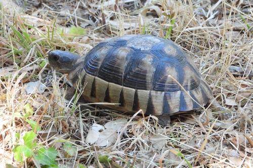 Marginated Tortoise