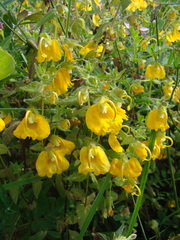 Rhynchocorys orientalis