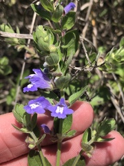 Scutellaria drummondii