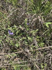 Scutellaria drummondii