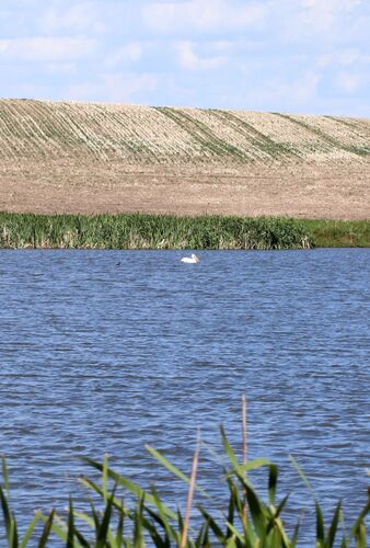 American White Pelican
