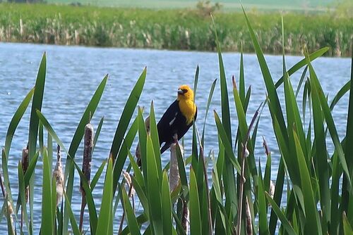 Yellow-headed Blackbird