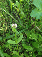 Plectritis congesta brachystemon
