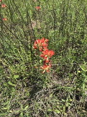 Castilleja indivisa