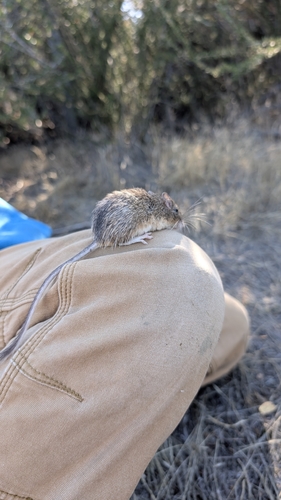 iNaturalist observation photo of California Pocket Mouse