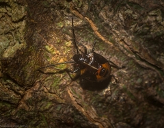 Sastragala versicolor