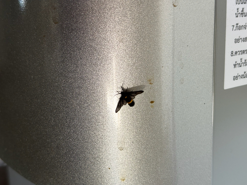 Psichotoe duvaucelii