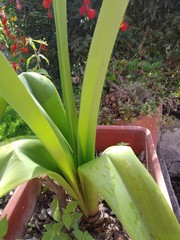 Hippeastrum vittatum