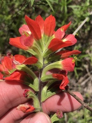 Castilleja indivisa
