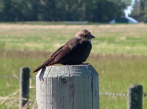 Brown-headed Cowbird