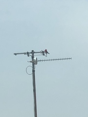 Pyrocephalus rubinus mexicanus