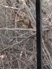 Turdus grayi