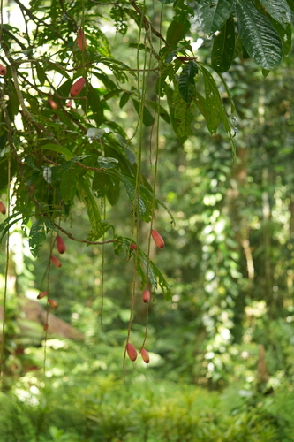 Barringtonia apiculata observed 2026-06-23