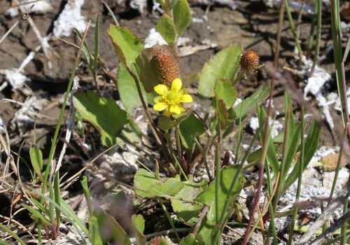 Alkali Buttercup