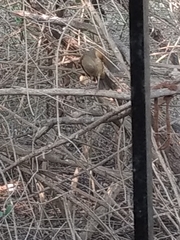 Turdus grayi
